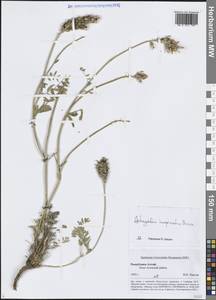 Астрагал Лаксмана, Сибирь, Алтай и Саяны (S2) (Россия)