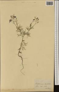 Delphinium consolida subsp. consolida, Западная Европа (EUR) (Швейцария)