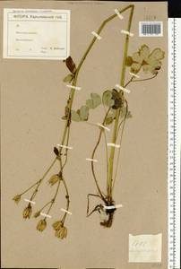 Водосбор обыкновенный L., Восточная Европа, Северо-Украинский район (E11) (Украина)