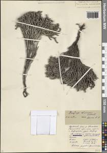 Камнеломка колончатая Schmalh. ex Akinf., Кавказ, Северная Осетия, Ингушетия и Чечня (K1c) (Россия)