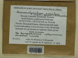 Microeurhynchium pumilum (Wilson) Ignatov & Vanderp., Гербарий мохообразных, Мхи - Северный Кавказ и Предкавказье (B12) (Россия)