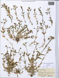 Ясколка, Средняя Азия и Казахстан, Северный и Центральный Тянь-Шань (M4) (Киргизия)