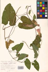 Calystegia sepium subsp. americana (Sims) Brummitt, Восточная Европа, Московская область и Москва (E4a) (Россия)