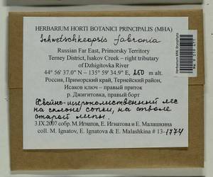 Schwetschkeopsis fabronia (Schwägr.) Broth., Гербарий мохообразных, Мхи - Дальний Восток (без Чукотки и Камчатки) (B20) (Россия)