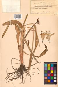Hemerocallis middendorffii var. esculenta (Koidz.) Ohwi, Сибирь, Дальний Восток (S6) (Россия)