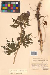 Борец кунаширский Nakai, Сибирь, Дальний Восток (S6) (Россия)