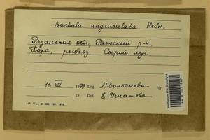 Barbula unguiculata Hedw., Гербарий мохообразных, Мхи - Центральное Нечерноземье (B6) (Россия)