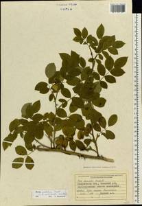 Шиповник рощевой, Шиповник кустарниковый Bechst., Восточная Европа, Западно-Украинский район (E13) (Украина)