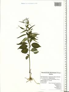 Vincetoxicum fuscatum subsp. fuscatum, Восточная Европа, Ростовская область (E12a) (Россия)