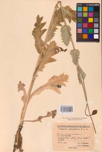 Мак снотворный L., Восточная Европа, Северо-Западный район (E2) (Россия)