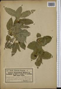 Lonicera alpigena subsp. formanekiana (Halácsy) Hayek, Западная Европа (EUR) (Черногория)