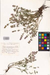 MHA 0 157 141, Thymus pannonicus All., Восточная Европа, Центральный район (E4) (Россия)