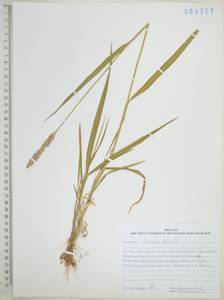 Двукисточник тростниковидный L., Сибирь, Дальний Восток (S6) (Россия)