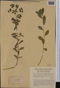 Euphorbia dulcis L., Западная Европа (EUR) (Австрия)