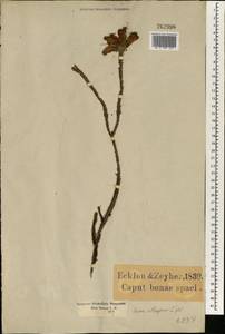 Erica massonii L. fil., Африка (AFR) (ЮАР)