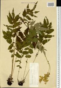 Таволга вязолистная (L.) Maxim., Сибирь, Западная Сибирь (S1) (Россия)