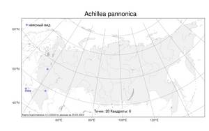 Achillea pannonica, Тысячелистник паннонский Scheele, Атлас флоры России (FLORUS) (Россия)