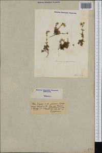 Arenaria purpurascens Ramond ex DC., Западная Европа (EUR) (Италия)