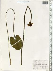 Nuphar ×spenneriana Gaudin, Восточная Европа, Центральный лесостепной район (E6) (Россия)