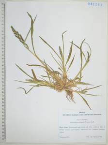 Echinochloa crus-galli subsp. crus-galli, Сибирь, Дальний Восток (S6) (Россия)