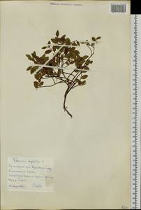 Черника обыкновенная L., Сибирь, Центральная Сибирь (S3) (Россия)