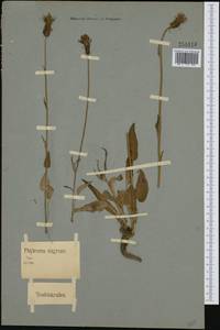 Phyteuma nigrum F.W.Schmidt, Западная Европа (EUR) (Германия)