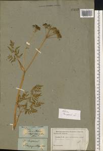 Гирчовник татарский Hoffm., Восточная Европа, Центральный район (E4) (Россия)