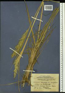 Вейник наземный (L.) Roth, Сибирь, Западная Сибирь (S1) (Россия)