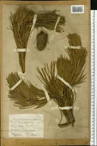 Сосна сибирская, Кедр сибирский Du Tour, Сибирь, Западный (Казахстанский) Алтай (S2a) (Казахстан)