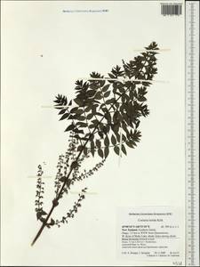 Coriaria lurida Kirk, Австралия и Океания (AUSTR) (Новая Зеландия)