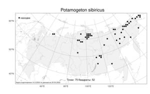 Potamogeton sibiricus, Рдест сибирский A.Benn., Атлас флоры России (FLORUS) (Россия)