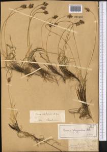 Carex subphysodes Popov ex V.I.Krecz., Средняя Азия и Казахстан, Джунгарский Алатау и Тарбагатай (M5) (Казахстан)