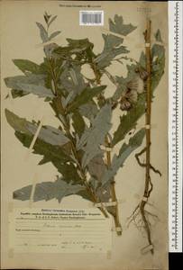 Cirsium arvense var. vestitum Wimm. & Grab., Кавказ, Азербайджан (K6) (Азербайджан)