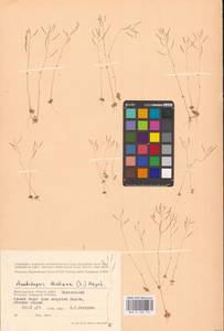 Резушка Таля, Резуховидка Таля (L.) Heynh., Восточная Европа, Нижневолжский район (E9) (Россия)