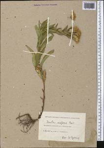 Pentanema asperum (Poir.) G. V. Boiko & Korniy., Средняя Азия и Казахстан, Прикаспийский Устюрт и Северное Приаралье (M8) (Казахстан)