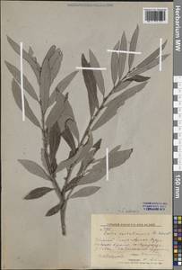 Ива удская (Wimm.) Trautv. & C.A.Mey., Сибирь, Дальний Восток (S6) (Россия)