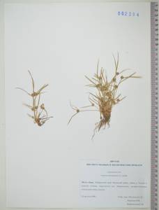 KHA2394, Сыть Микели, Дихостилис Микели (L.) Delile, Сибирь, Дальний Восток (S6) (Россия)