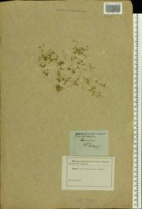 Hypertelis cerviana (L.) Thulin, Восточная Европа, Южно-Украинский район (E12) (Украина)