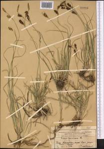 Осока просяная L., Средняя Азия и Казахстан, Западный Тянь-Шань и Каратау (M3) (Казахстан)