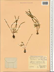 Ornithogalum sigmoideum Freyn & Sint., Кавказ, Азербайджан (K6) (Азербайджан)