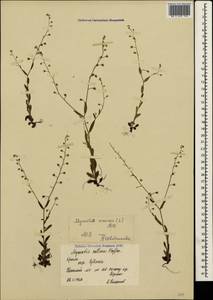 Незабудка полевая (L.) Hill, Крым (KRYM) (Россия)