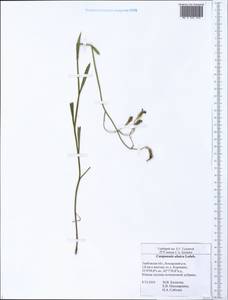 Колокольчик алтайский Ledeb., Восточная Европа, Центральный лесостепной район (E6) (Россия)