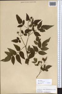 Rubus fraxinifolius Poir., Африка (AFR) (Реюньон)