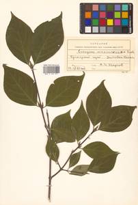 Бересклет сахалинский (F.Schmidt) Maxim., Сибирь, Дальний Восток (S6) (Россия)