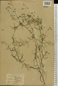 Cynanchica pyrenaica subsp. cynanchica (L.) P.Caputo & Del Guacchio, Восточная Европа, Восточный район (E10) (Россия)