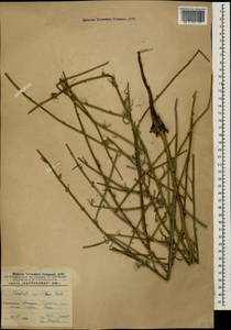 Хондрилла ситниковидная L., Кавказ, Азербайджан (K6) (Азербайджан)