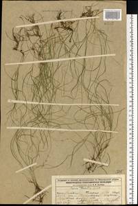 Осока двусемянная Dewey, Восточная Европа, Волжско-Камский район (E7) (Россия)