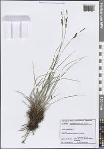 Осока дернистая L., Сибирь, Центральная Сибирь (S3) (Россия)