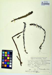 Hippuris ×lanceolata Retz., Сибирь, Чукотка и Камчатка (S7) (Россия)