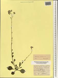Cyanthillium cinereum (L.) H. Rob., Африка (AFR) (Сейшельские острова)